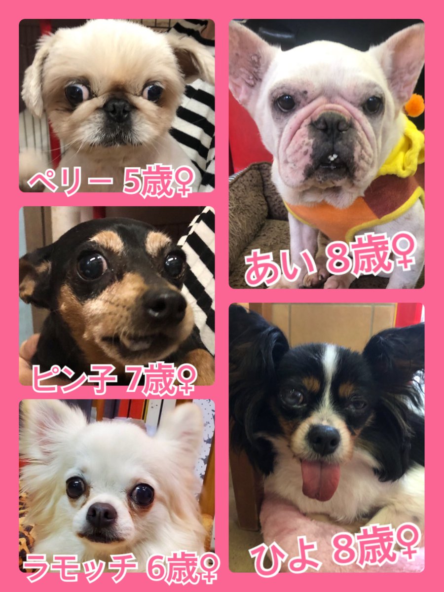 🐾今日の里親様募集中ワンコ🐶メンバーです🐾2020,5,21